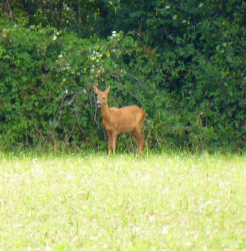 bambi
