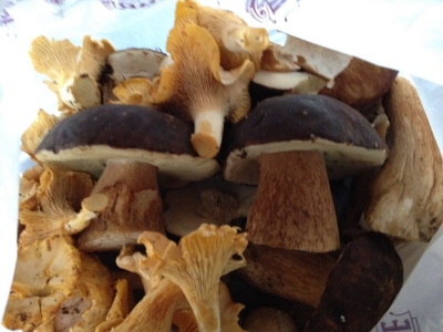 ceps