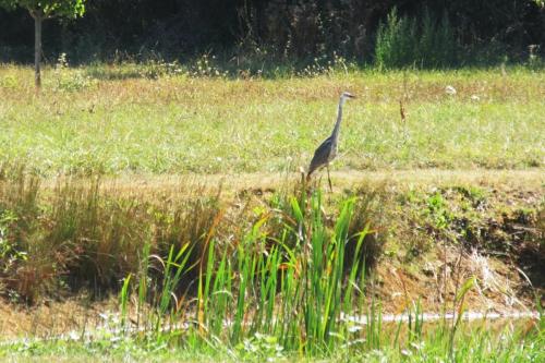 lost-bird