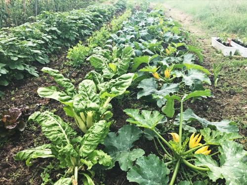 veg-garden